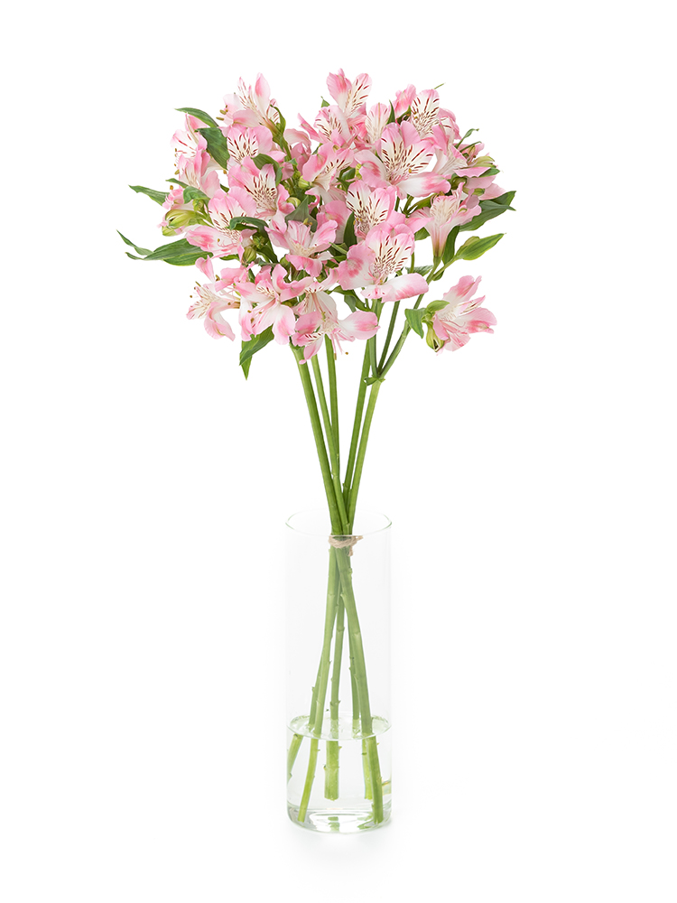 【正月花】アルストロメリア　品種おまかせ(ピンク)の全体写真