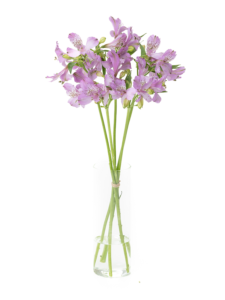 【生花】アルストロメリア　品種おまかせ(紫)の全体写真