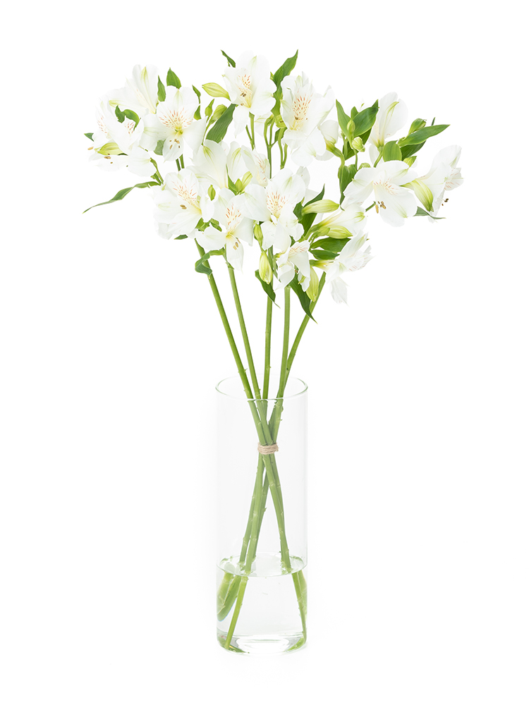 【生花】アルストロメリア　品種おまかせ(白)の全体写真