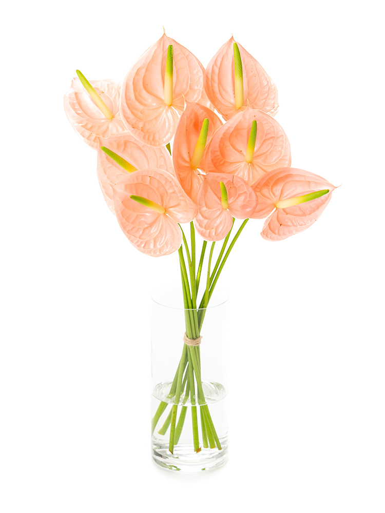 【生花】アンスリウム　品種おまかせ(ピンク)の全体写真