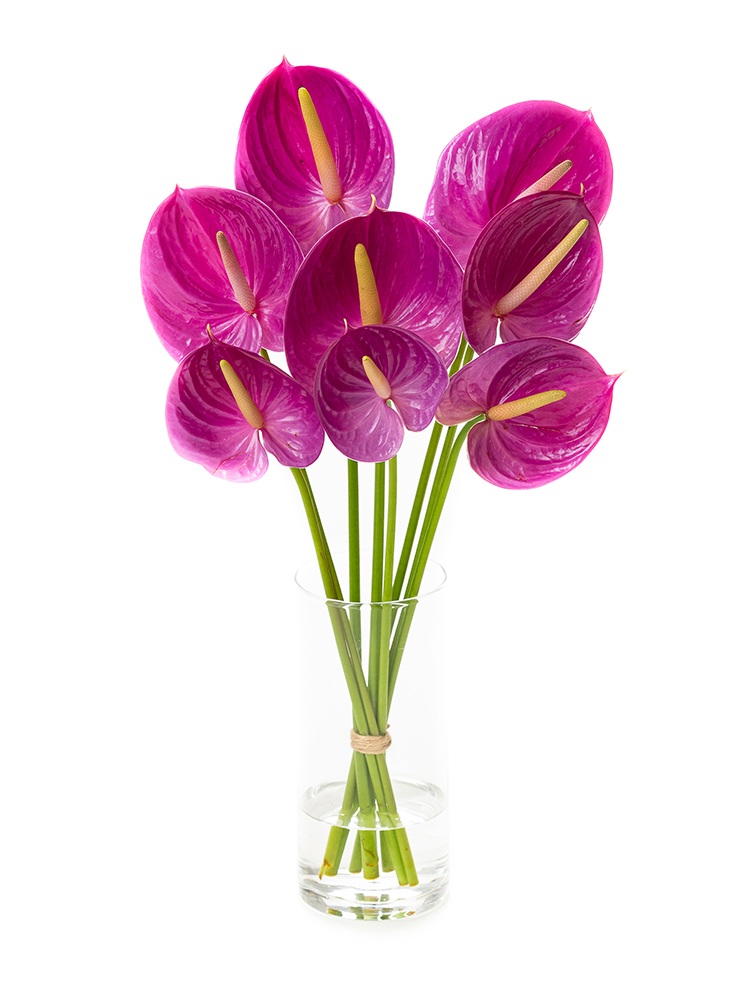 【生花】アンスリウム　品種おまかせ(紫)の全体写真