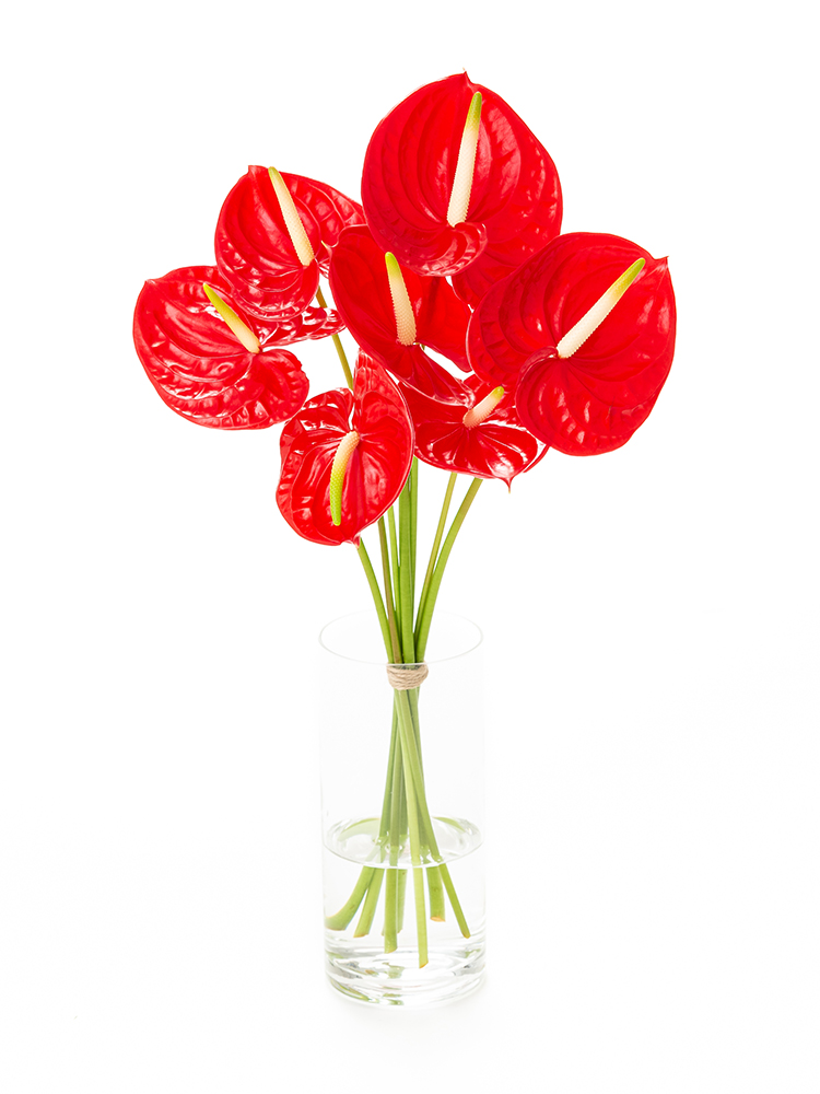 【生花】アンスリウム　品種おまかせ(赤)の全体写真