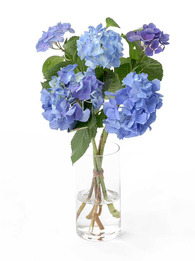 【生花】アジサイ　品種おまかせ(青)の全体写真