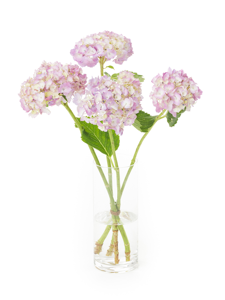 【生花】アジサイ(ピンク)　品種おまかせの全体写真