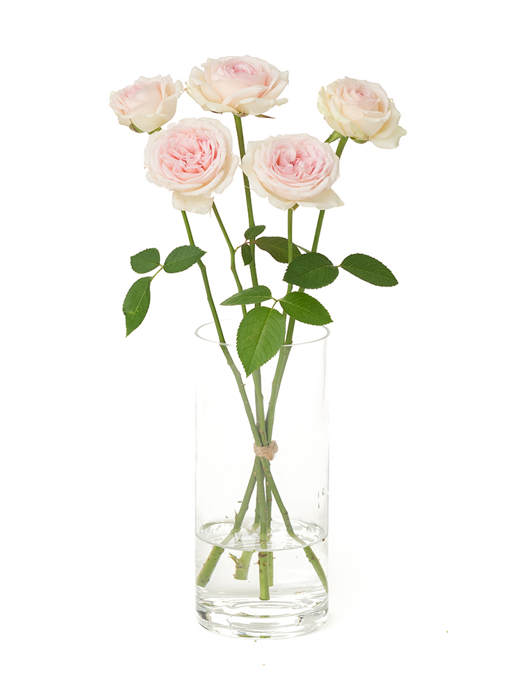 【生花】バラ アンブリッジローズの全体写真