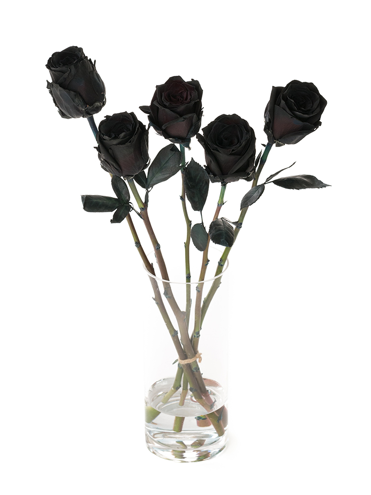 【生花】バラ　ティンテッドブラックの全体写真