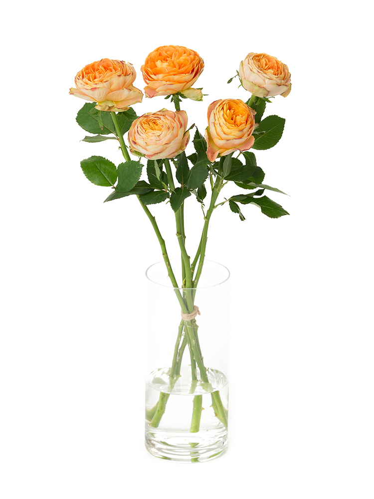 【生花】バラ(ロゼット咲き)オレンジ　品種おまかせの全体写真