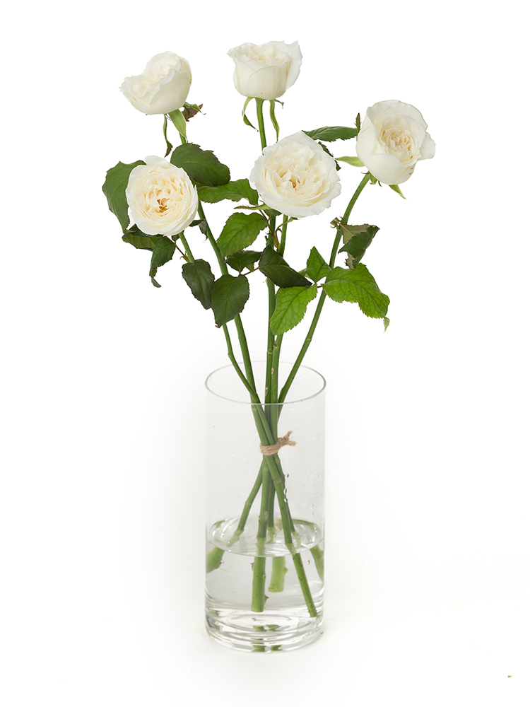 【生花】バラ(ロゼット咲き)白　品種おまかせの全体写真