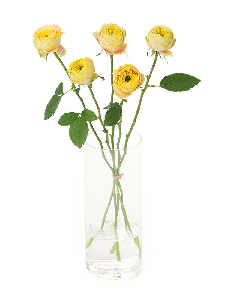 【生花】バラ(ロゼット咲き)黄　品種おまかせの全体写真