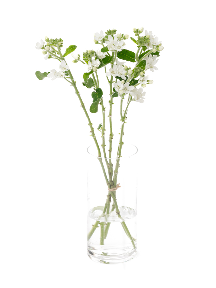 【生花】オキシペタラム　マーブルホワイトの全体写真