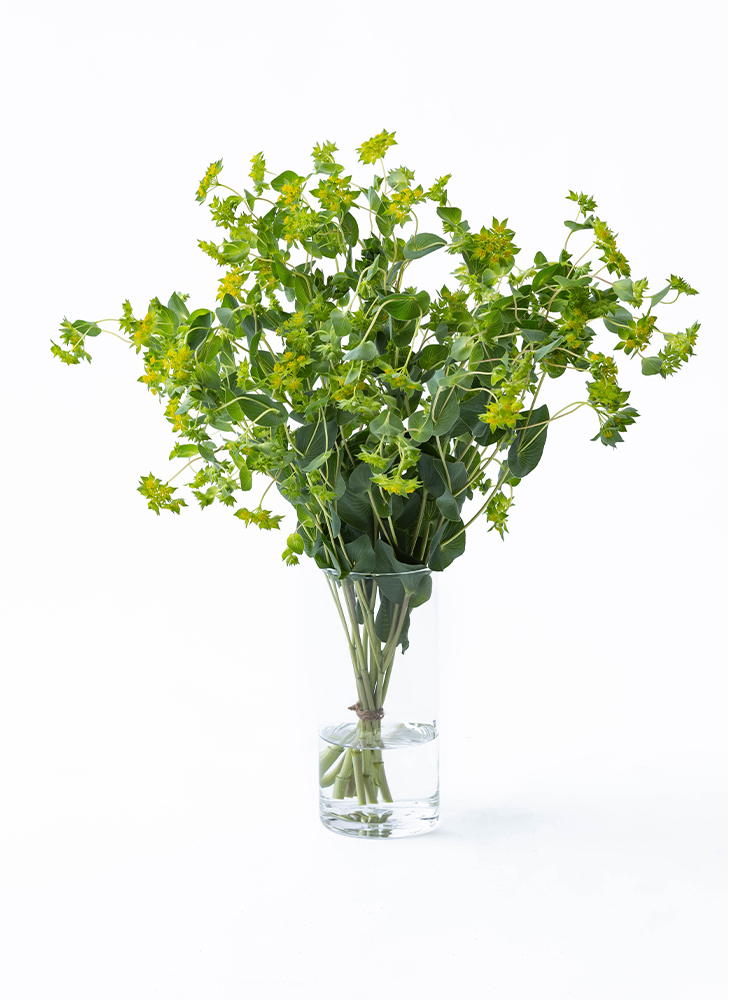 【生花】ブプレリウム 品種おまかせの全体写真