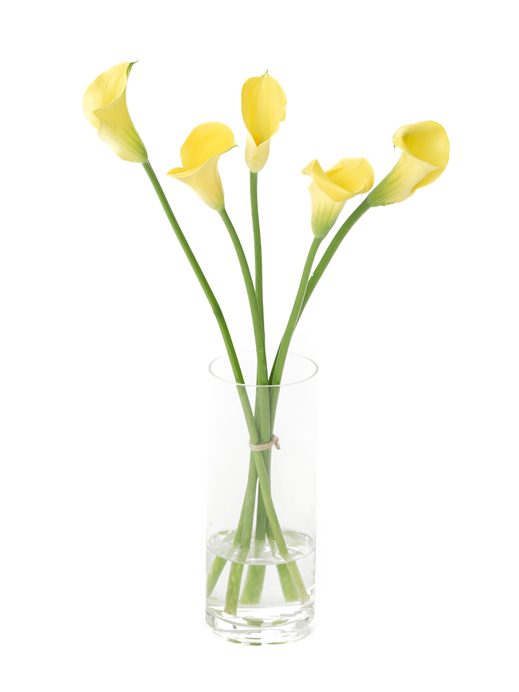 【生花】カラー(黄) 品種おまかせの全体写真