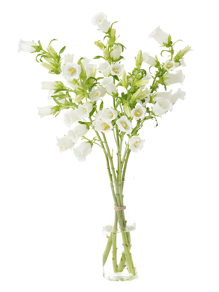 【生花】カンパニュラ(白)　品種おまかせの全体写真