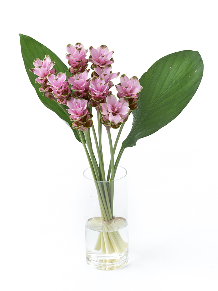 【生花】クルクマ(ピンク)　品種おまかせの全体写真