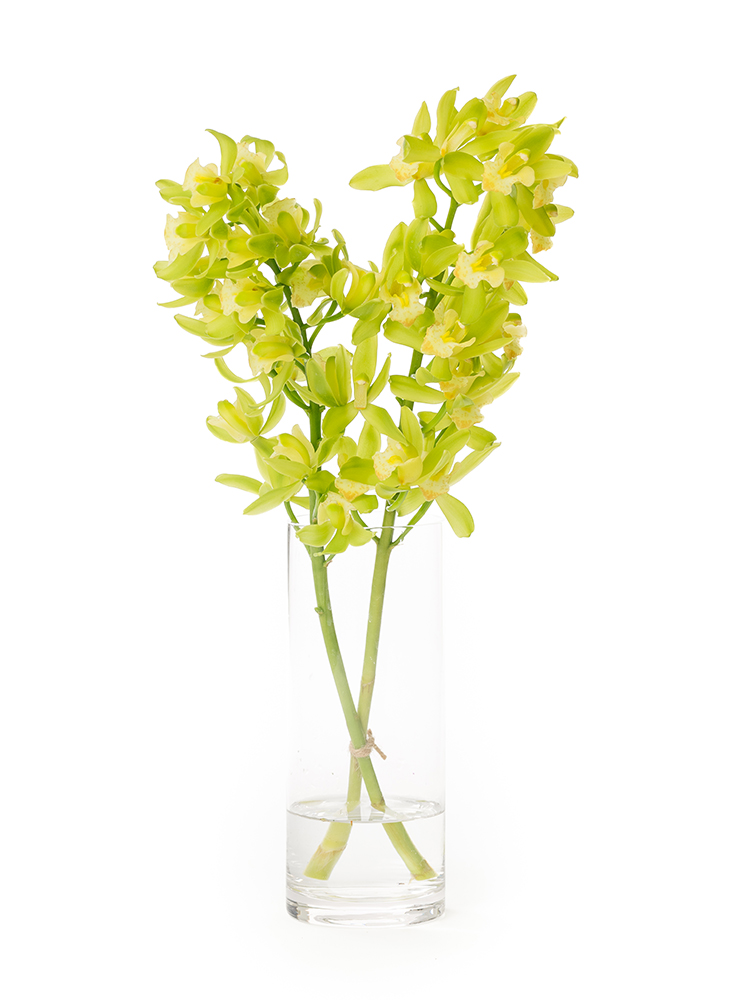 【正月花】シンビジウム(緑)　品種おまかせの全体写真