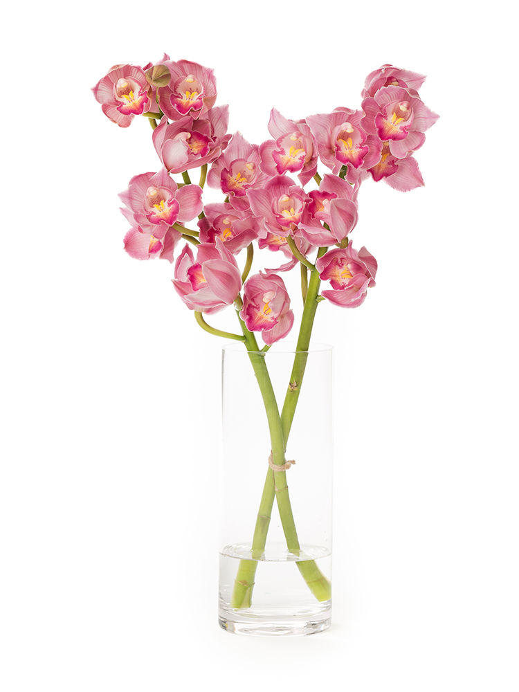 【正月花】シンビジウム(ピンク)　品種おまかせの全体写真