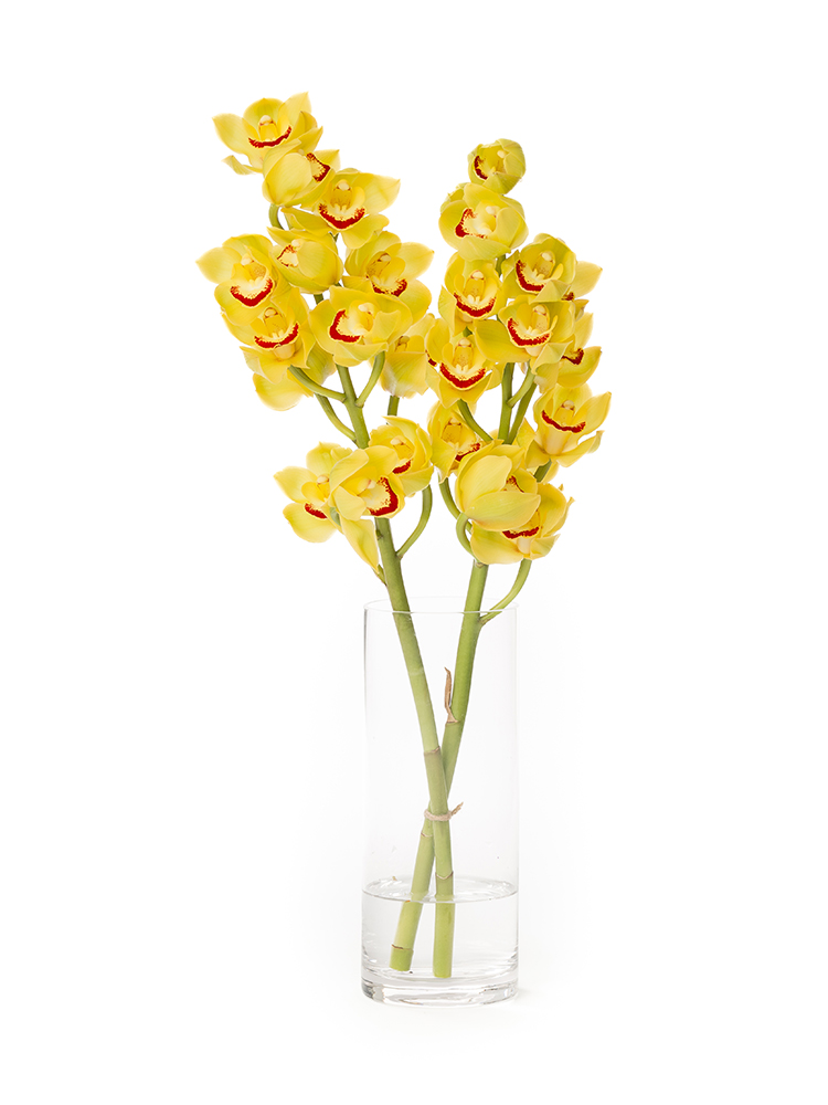 【正月花】シンビジウム(黄)　品種おまかせの全体写真