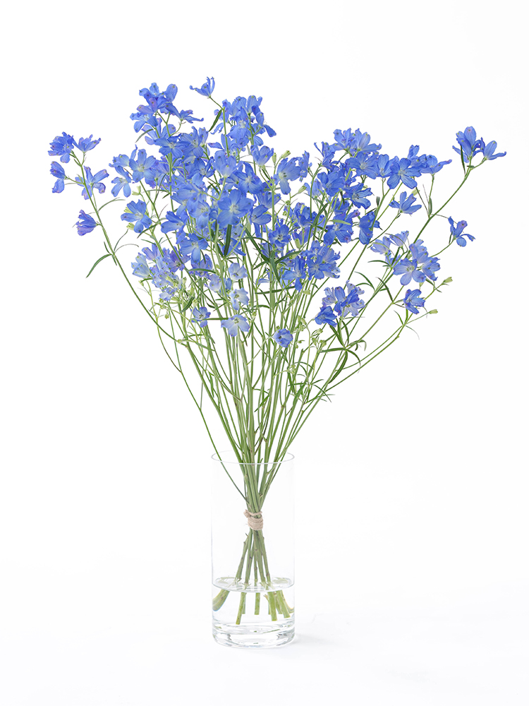 【生花】デルフィニウム・スプレー(青)　品種おまかせの全体写真