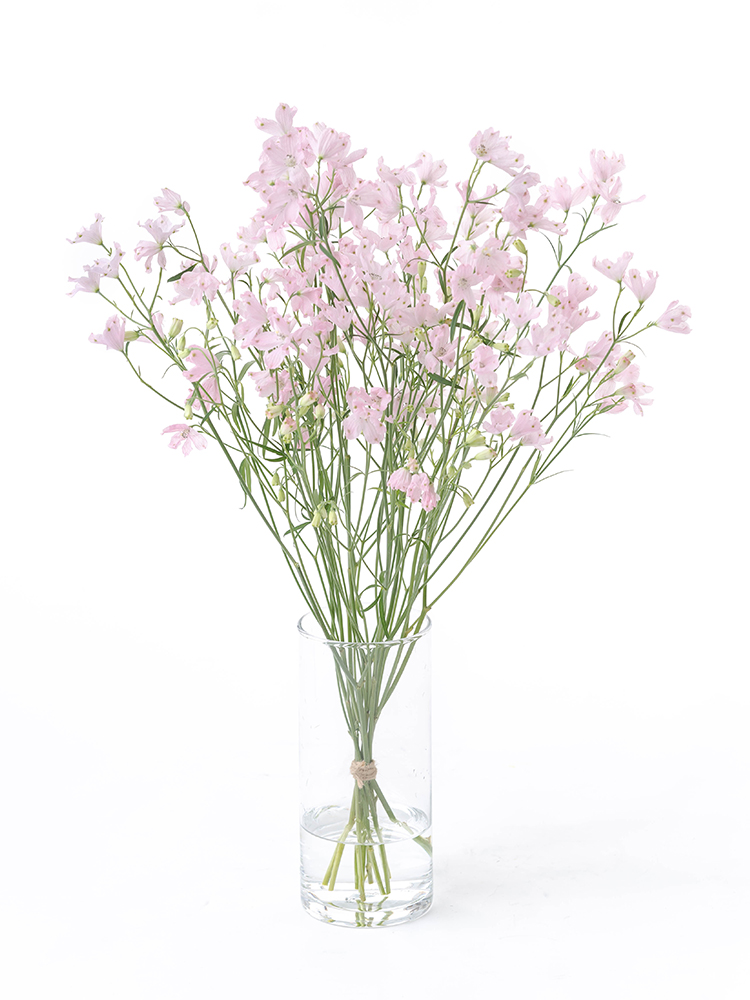【生花】デルフィニウム・スプレー(ピンク)　品種おまかせの全体写真