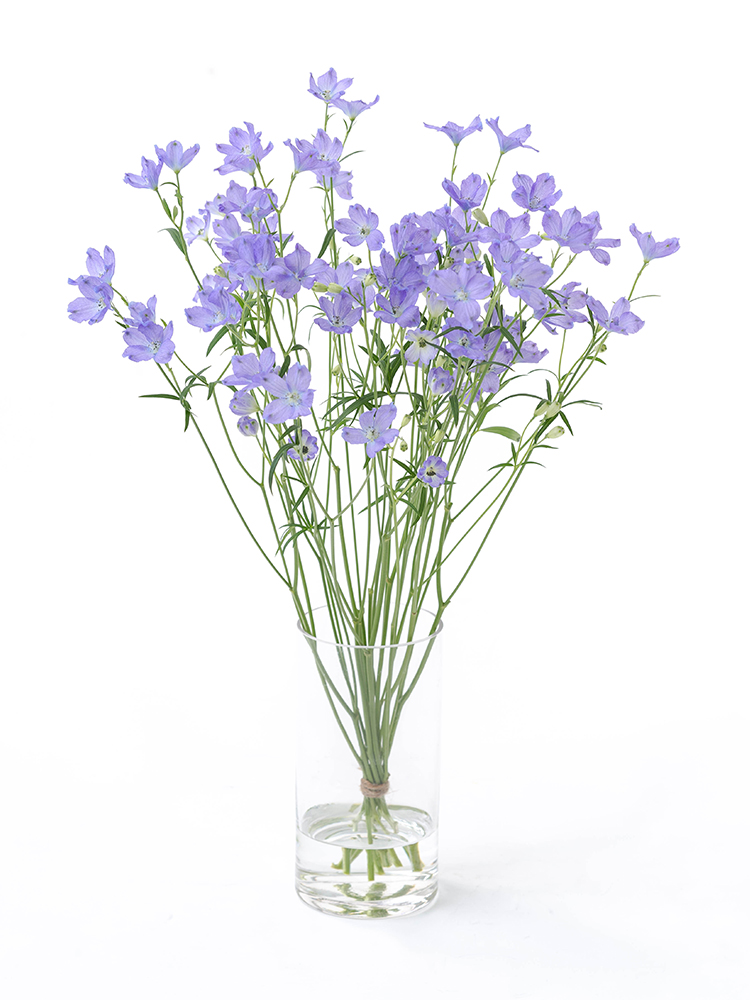 【生花】デルフィニウム・スプレー(紫)　品種おまかせの全体写真