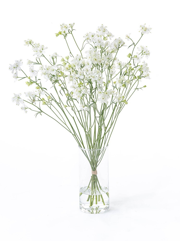 【生花】デルフィニウム・スプレー(白)　品種おまかせの全体写真