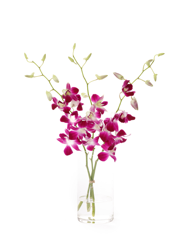 【生花】デンファレ(紫)　品種おまかせの全体写真