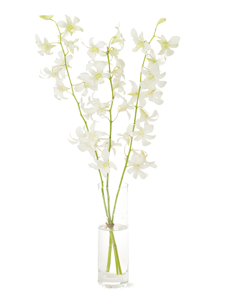 【正月花】デンファレ　品種おまかせの全体写真