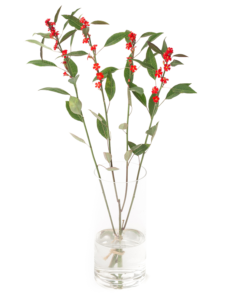 【生花】ユーフォルビア(フルゲンス)赤　品種おまかせの全体写真