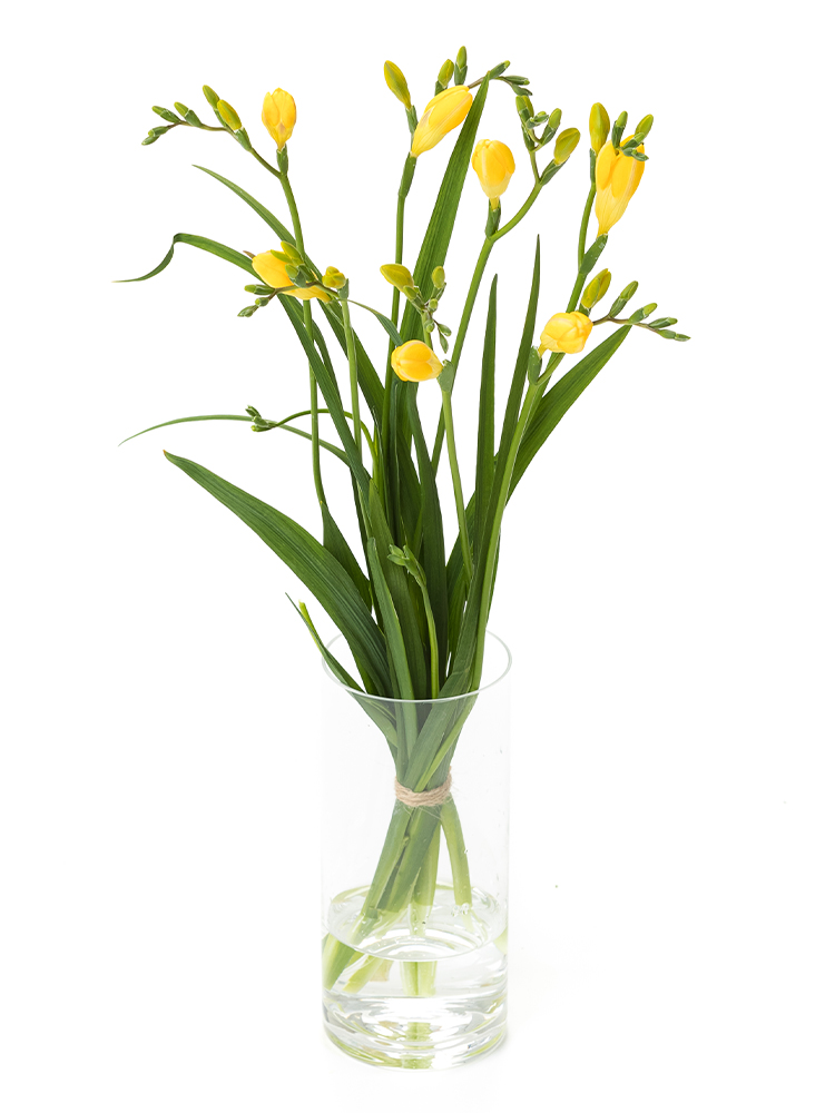 【正月花】フリージア(黄)　品種おまかせの全体写真