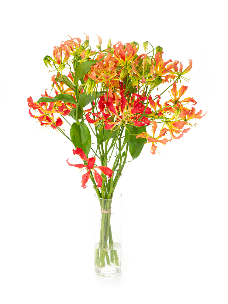 【生花】グロリオサ　サザンウィンドの全体写真