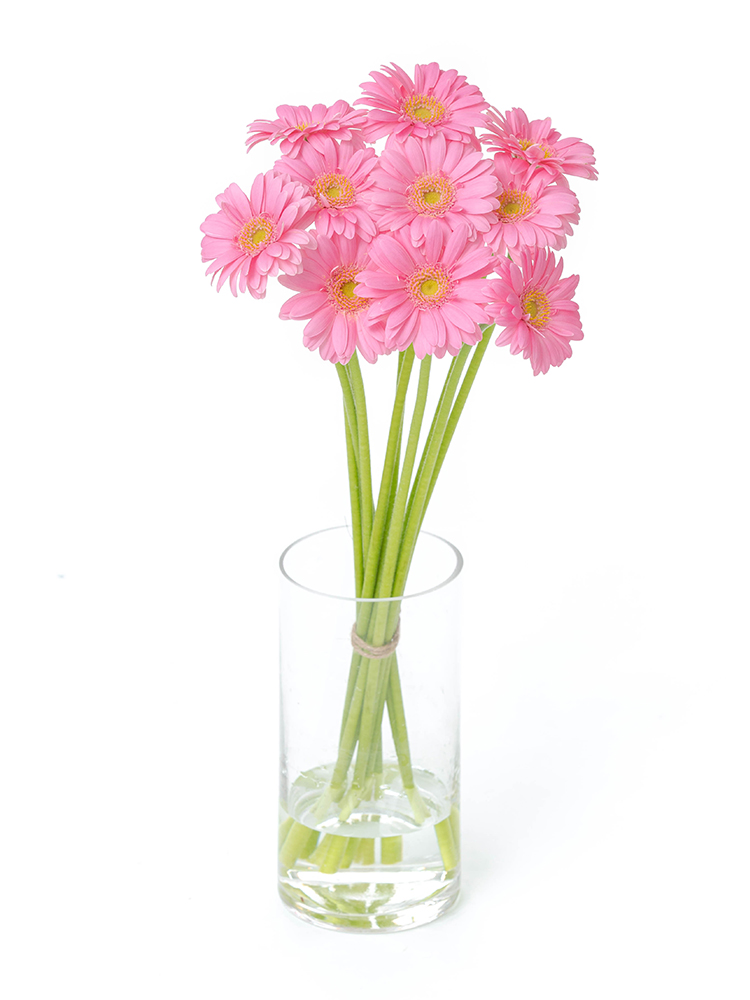 【生花】ガーベラ　品種おまかせ(ピンク)の全体写真