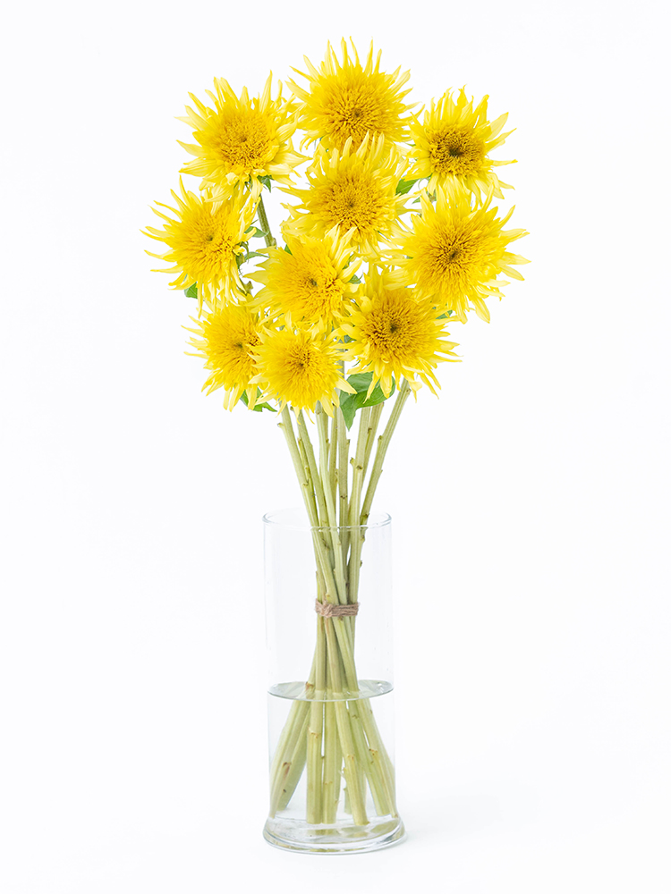 【生花】ひまわり・八重咲き(黄)　品種おまかせの全体写真