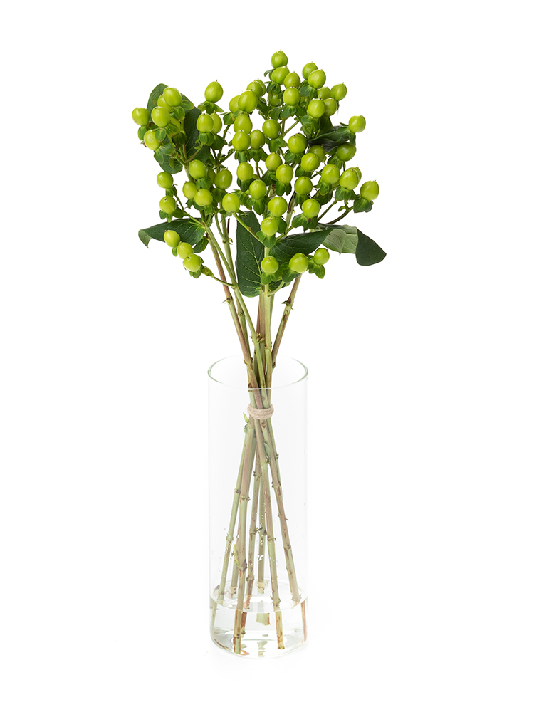【生花】ヒペリカム(緑)　品種おまかせの全体写真