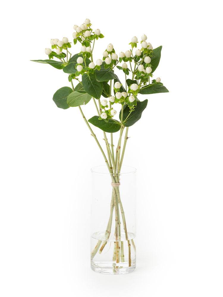 【生花】ヒペリカム(白)　品種おまかせの全体写真