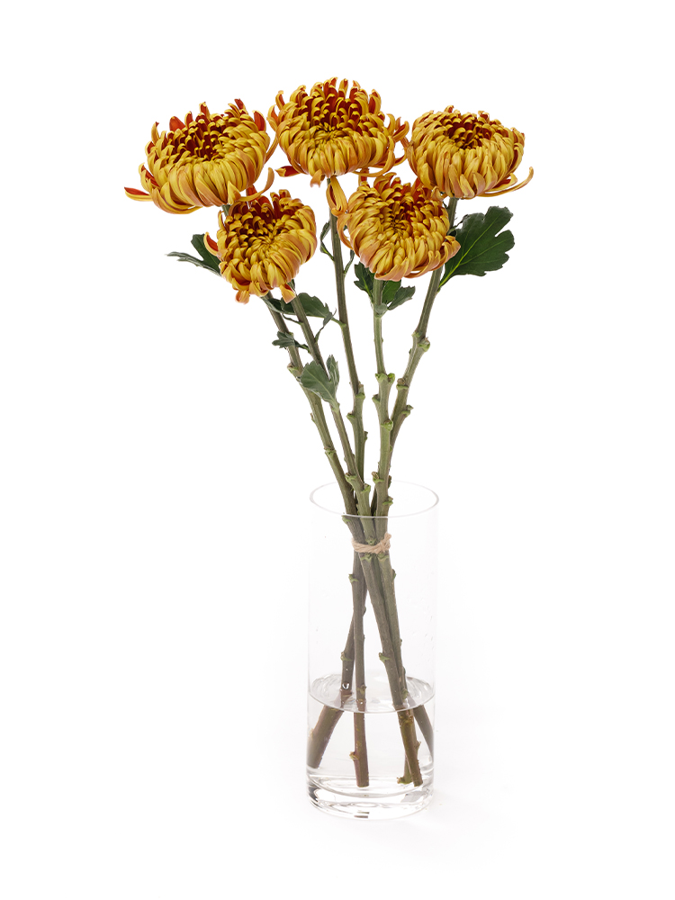 【生花】菊(ディスバッドマム)　フエゴダークの全体写真
