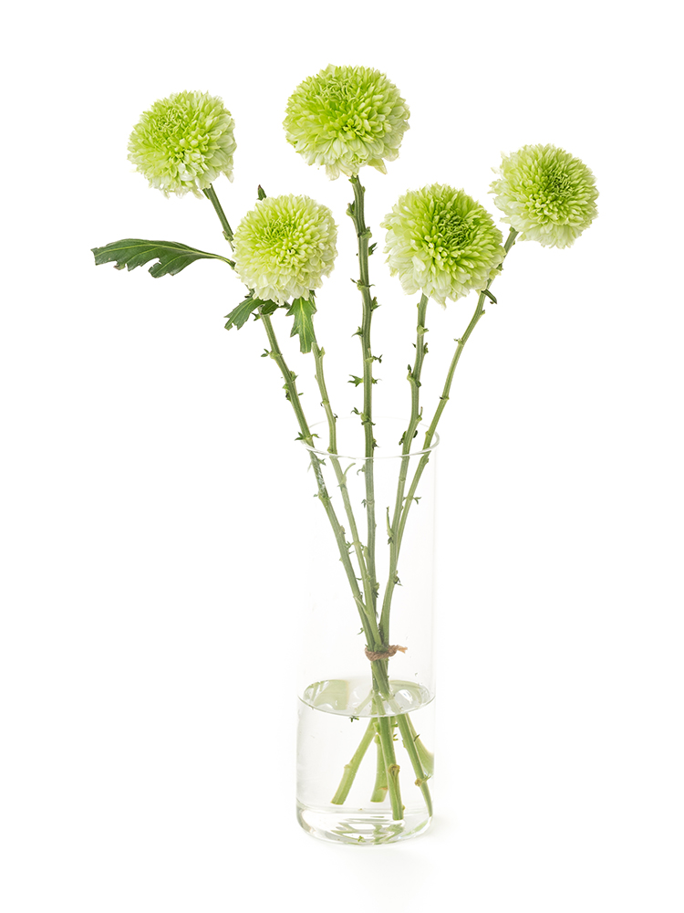 【生花】菊(ディスバッドマム)　品種おまかせの全体写真