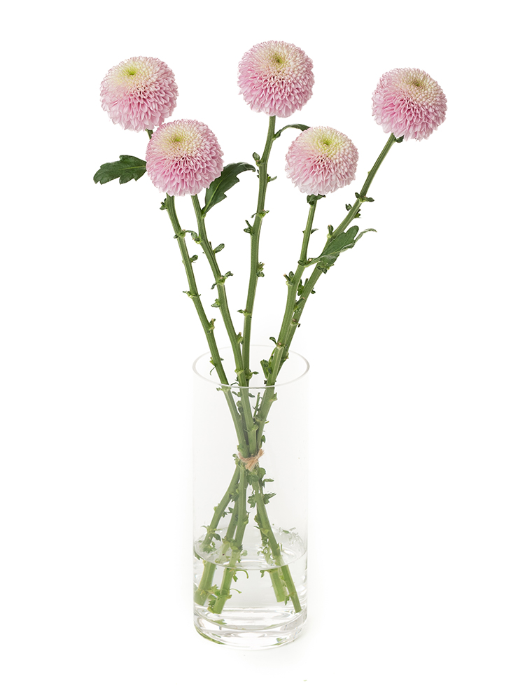 【生花】菊(ピンポンマム)ピンク　品種おまかせの全体写真