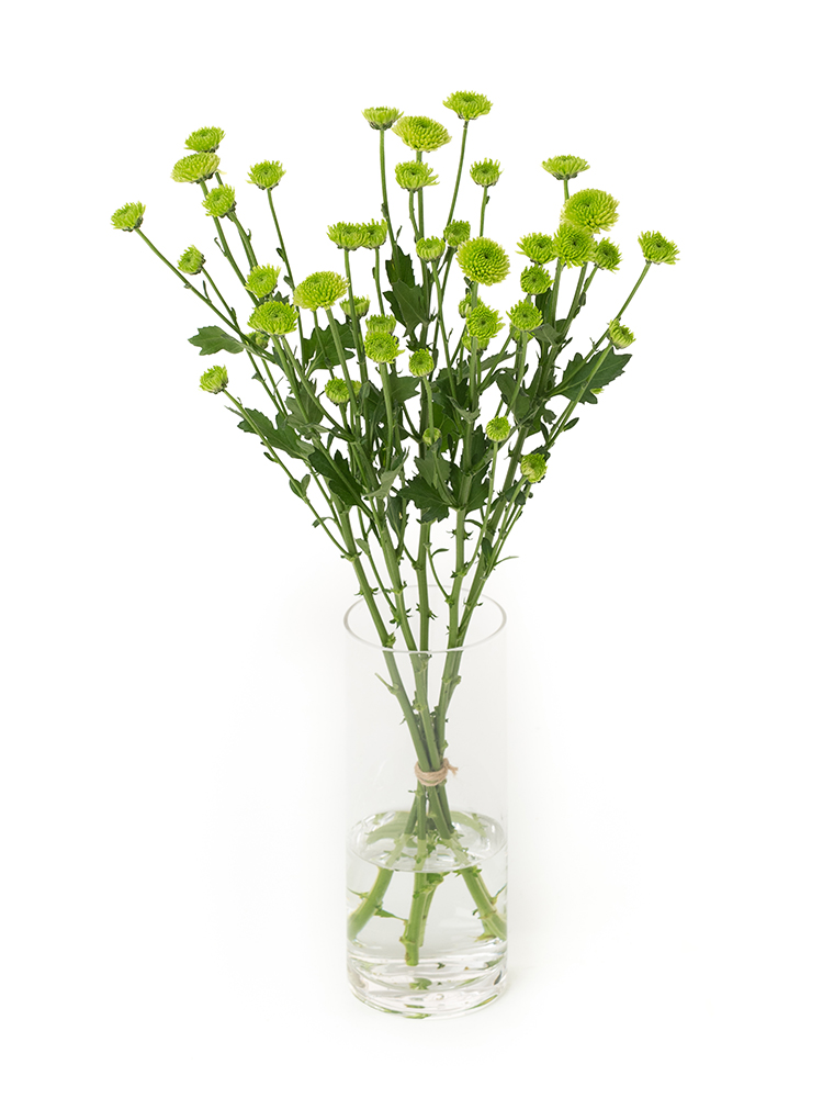 【生花】菊・スプレー(緑)　品種おまかせの全体写真