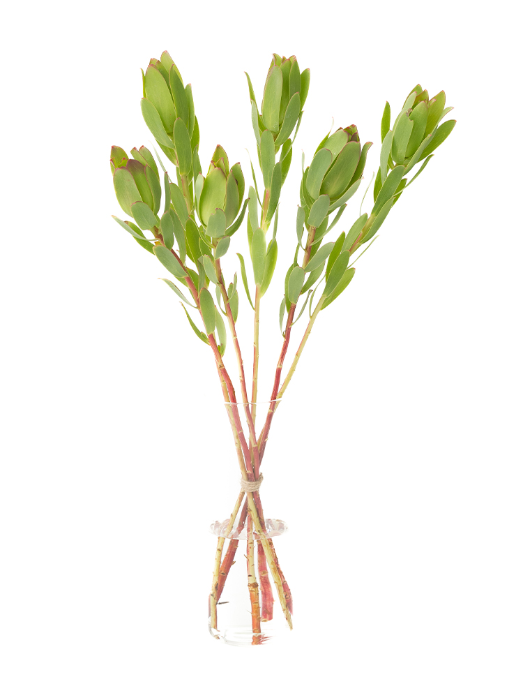 【生花】リューカデンドロン(緑)　品種おまかせの全体写真