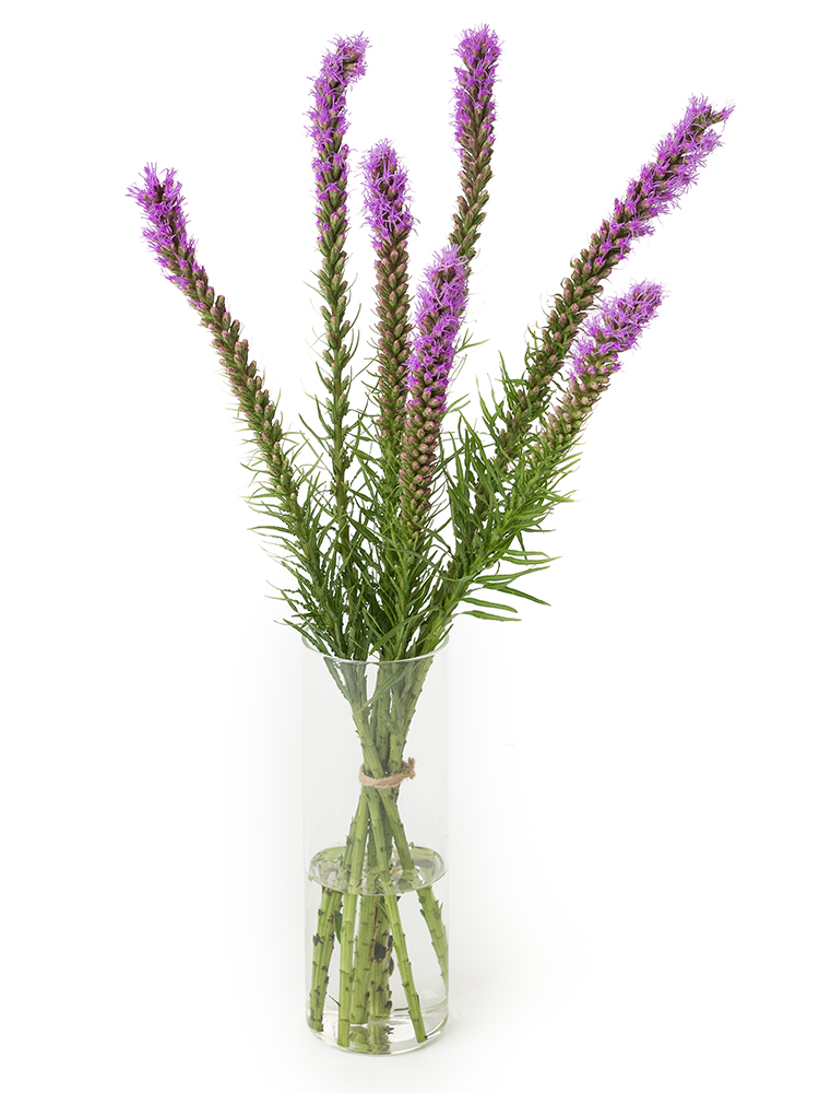 【生花】リアトリス(紫)　品種おまかせの全体写真