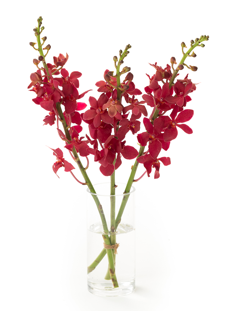 【生花】モカラ(赤)　品種おまかせの全体写真