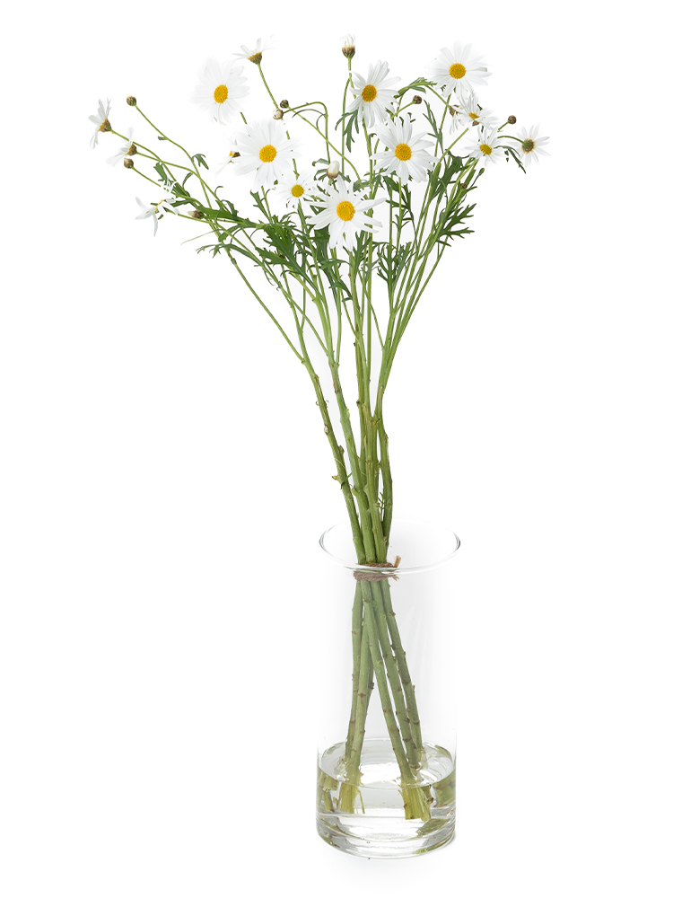 【生花】マーガレット(白)　品種おまかせの全体写真