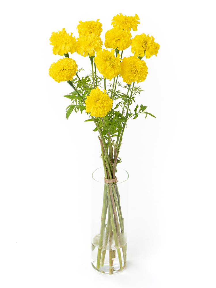 【生花】マリーゴールド(黄)　品種おまかせの全体写真
