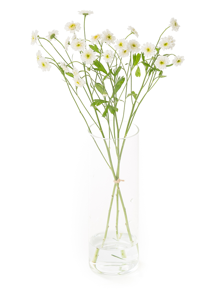 【生花】マトリカリア(八重咲き)　ダブルラテの全体写真