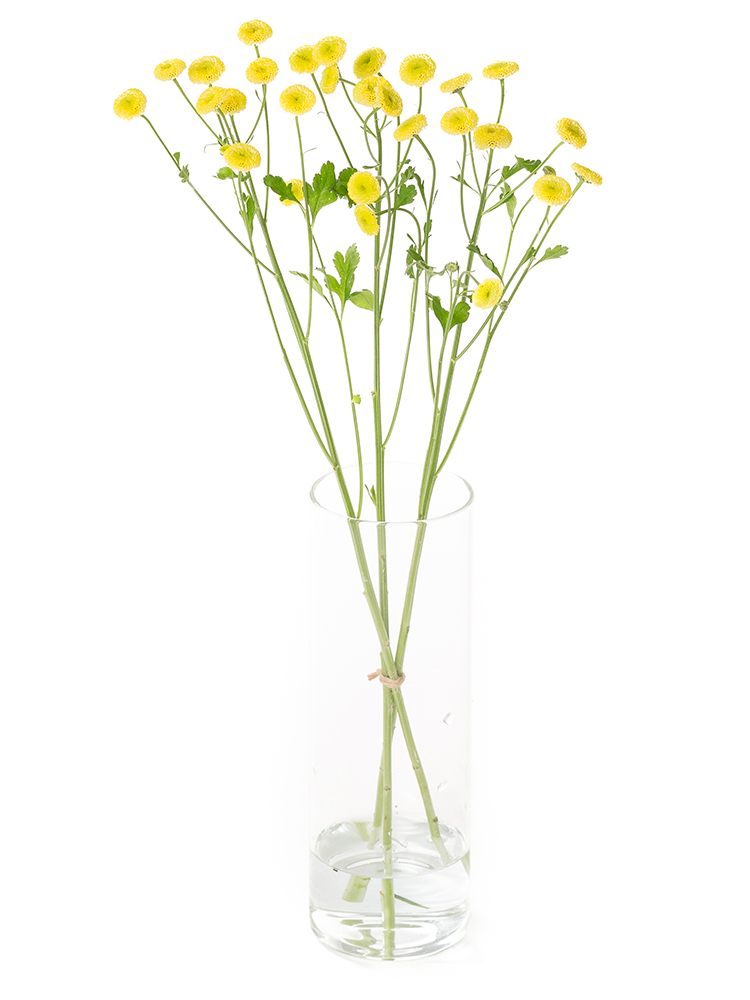 【生花】マトリカリア(ポンポン咲き)　イエローペグモの全体写真