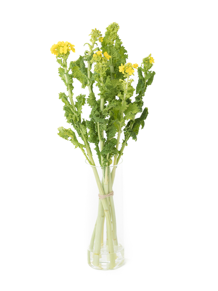 【生花】ナノハナ　品種おまかせ(黄)の全体写真