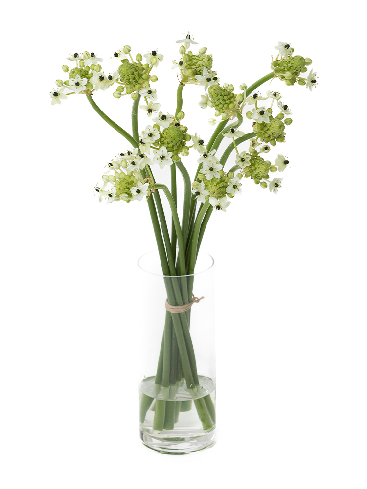 【生花】オーニソガラム(白) 品種おまかせの全体写真