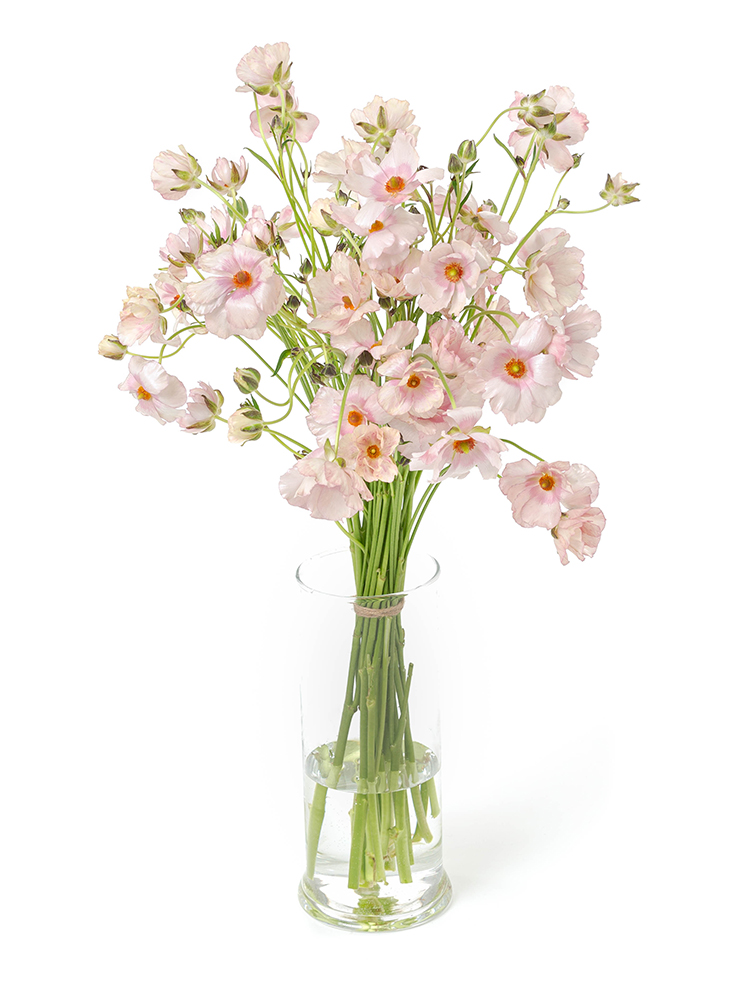 【生花】ラナンキュラス(ラックス)薄ピンク　品種おまかせの全体写真