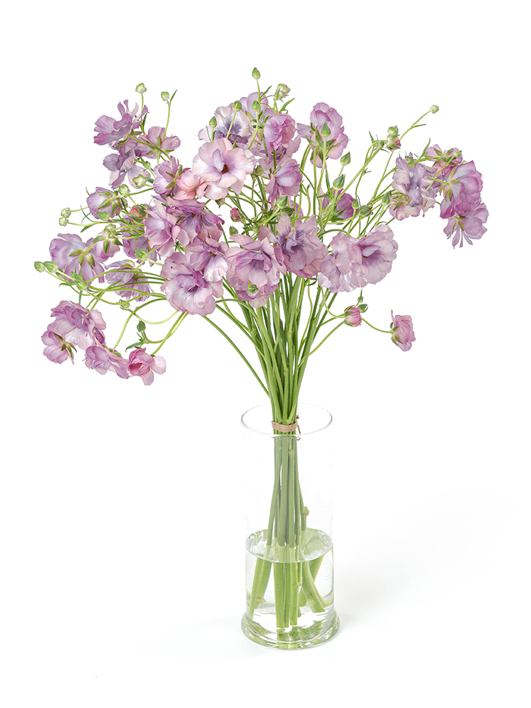 【生花】ラナンキュラス(ラックス)薄紫　品種おまかせの全体写真