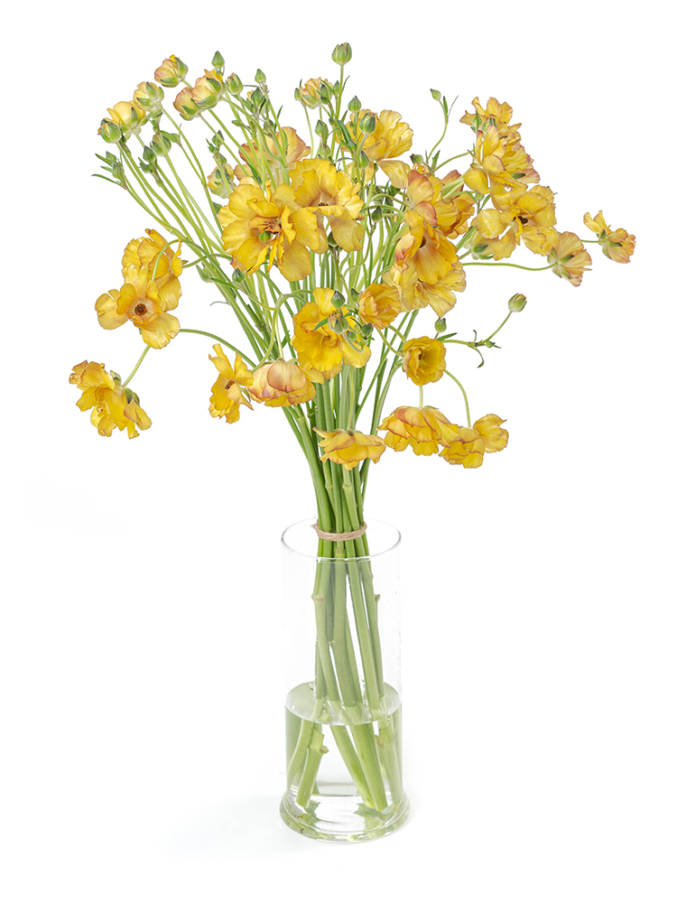 【生花】ラナンキュラス(ラックス)黄　品種おまかせの全体写真